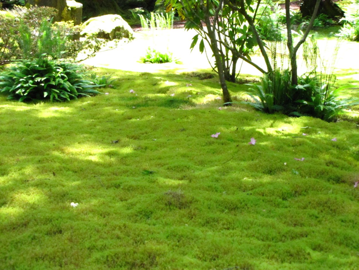 Мшанка шиловидная вместо газона