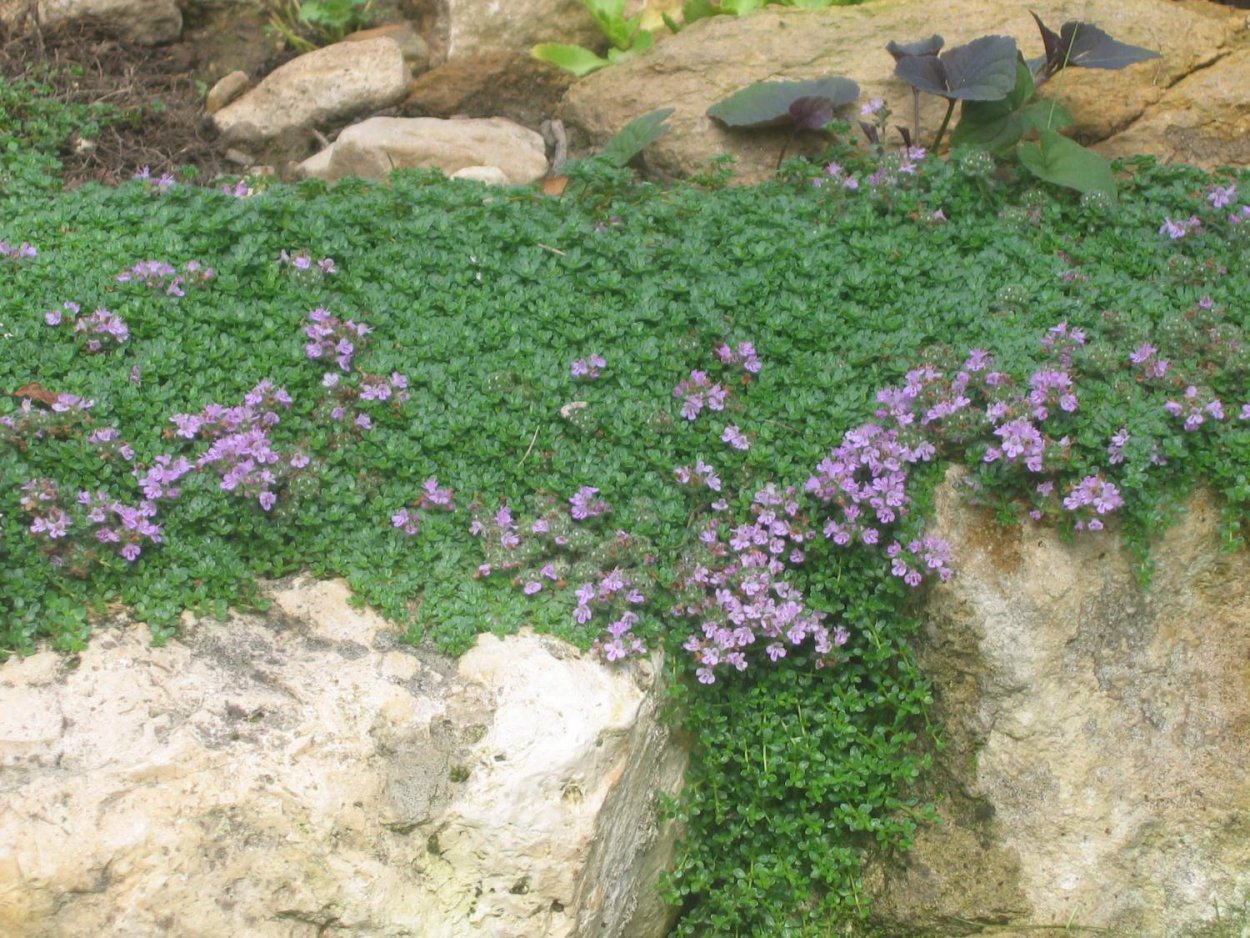 Тимьян Пигмей