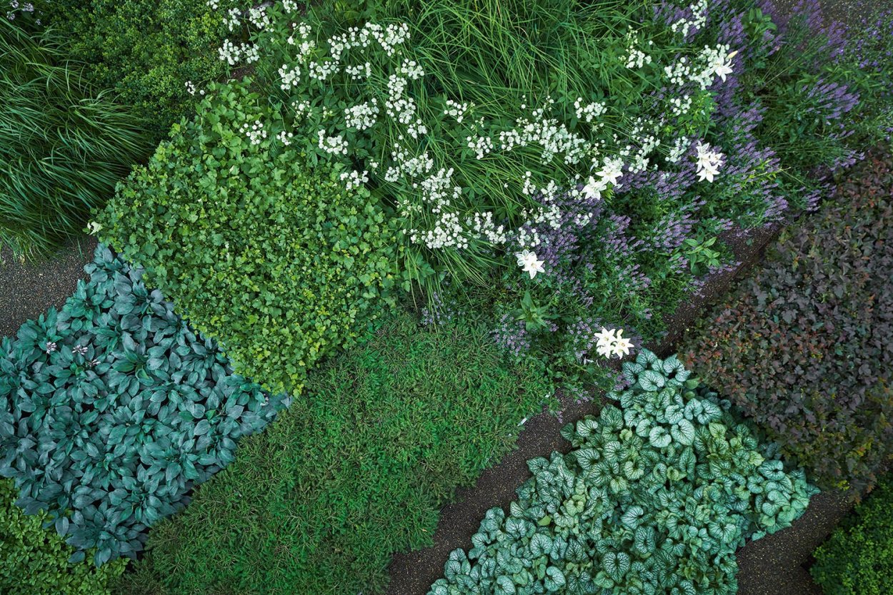 Рис.114. Живучка ползучая, Мшанка шиловидная