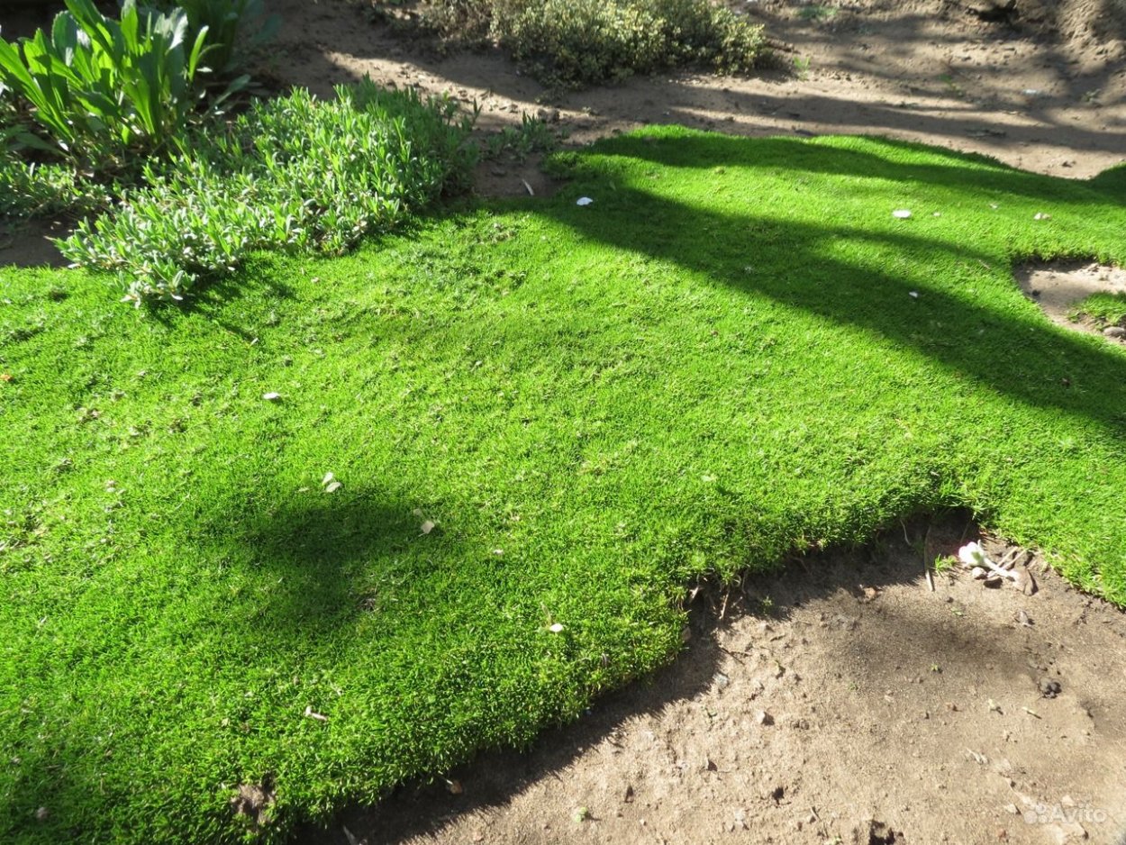 Мшанка шиловидная газон