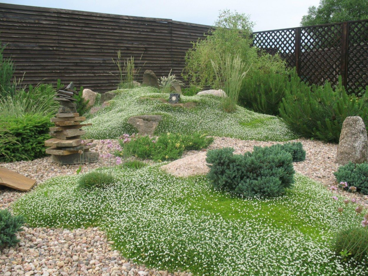 Мшанка шиловидная в саду