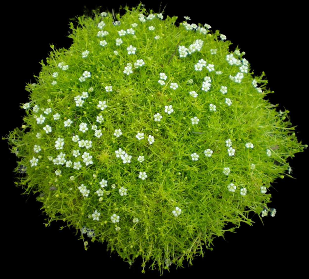 Мшанка шиловидная лайм Мосс