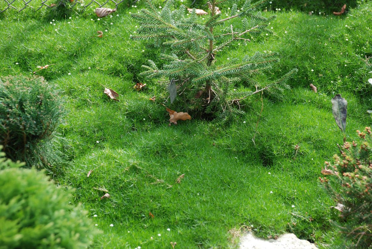 Ландшафтная Мшанка