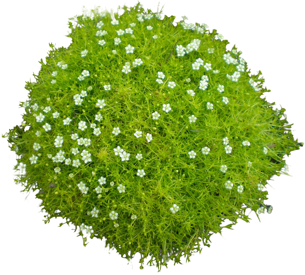 Мшанка шиловидная Грин Мосс