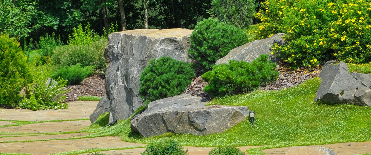 Мшанка шиловидная в ландшафтном дизайне