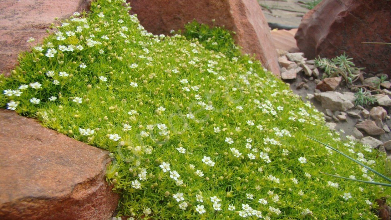 Мшанка шиловидная Ауреа