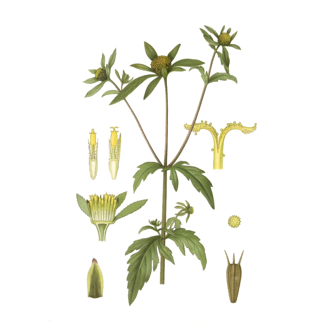 Череда трехраздельная строение