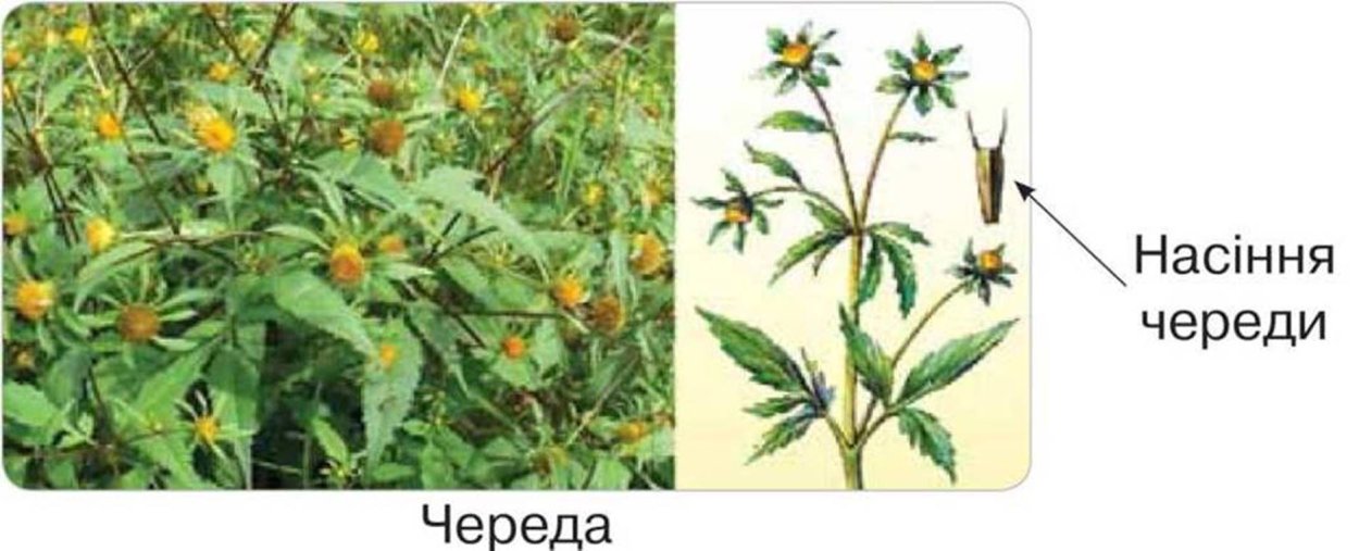 Череда трехраздельная плод