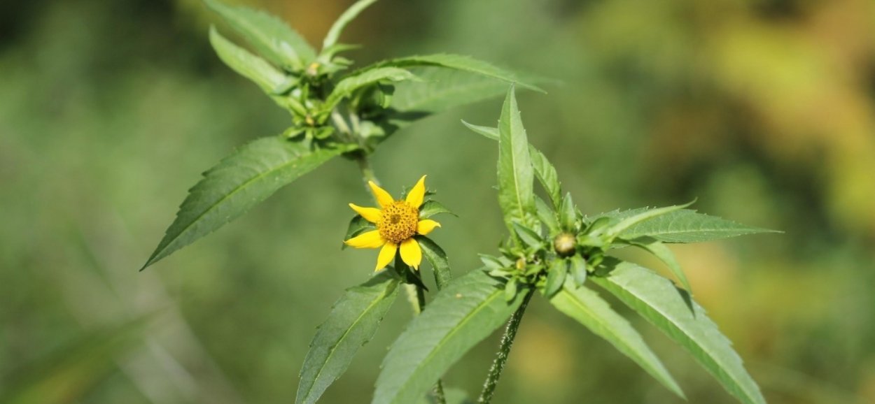 Череда поникшая