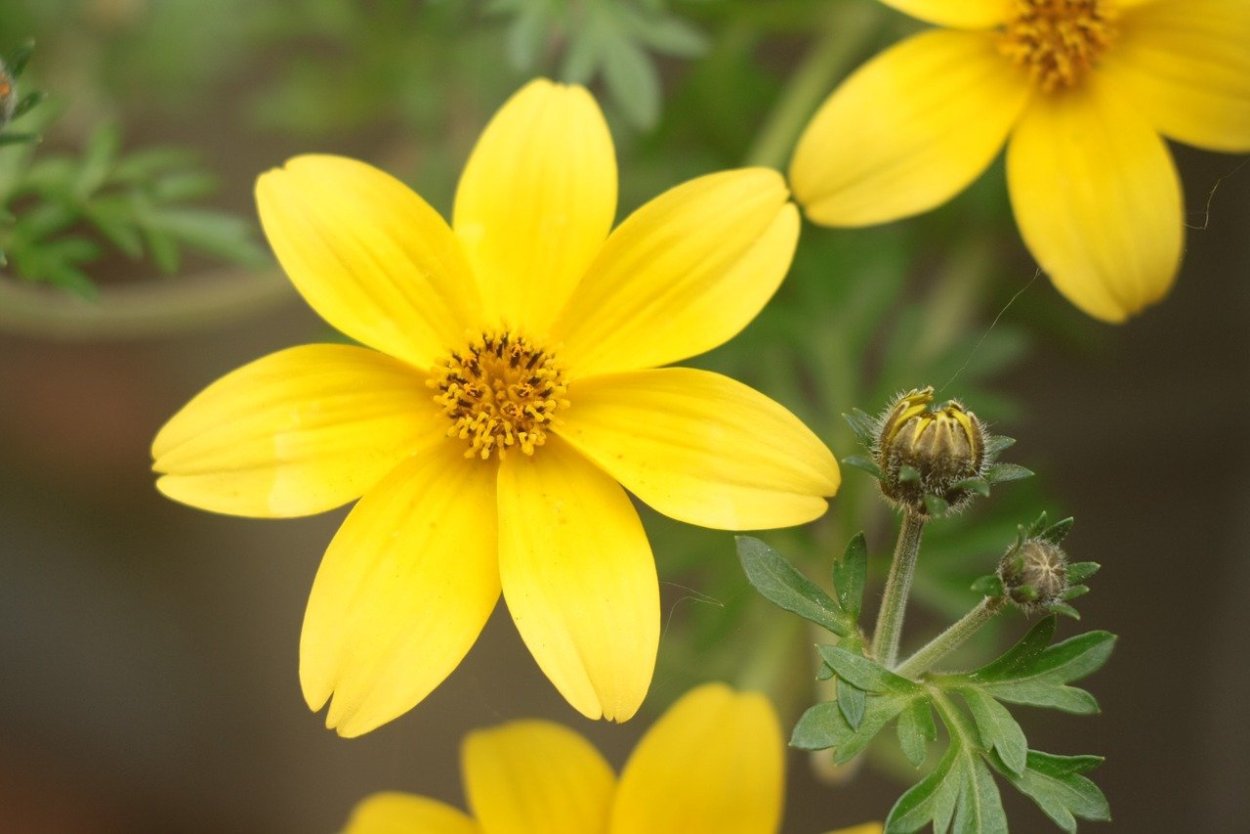 Биденс Bidens Yellow Charm