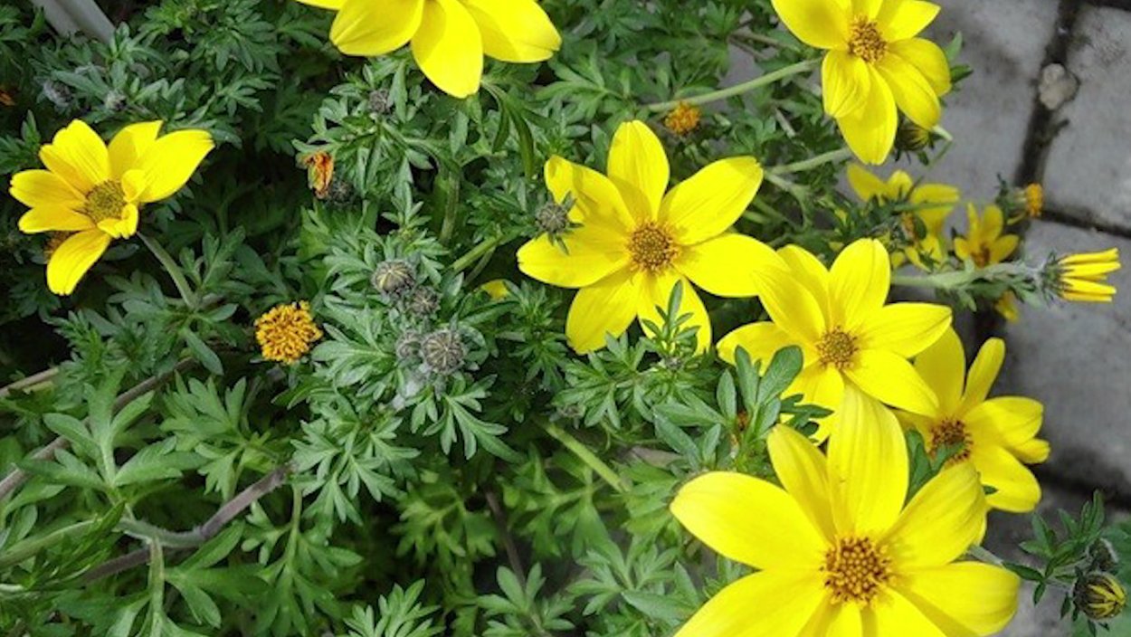 Биденс трипартита цветы