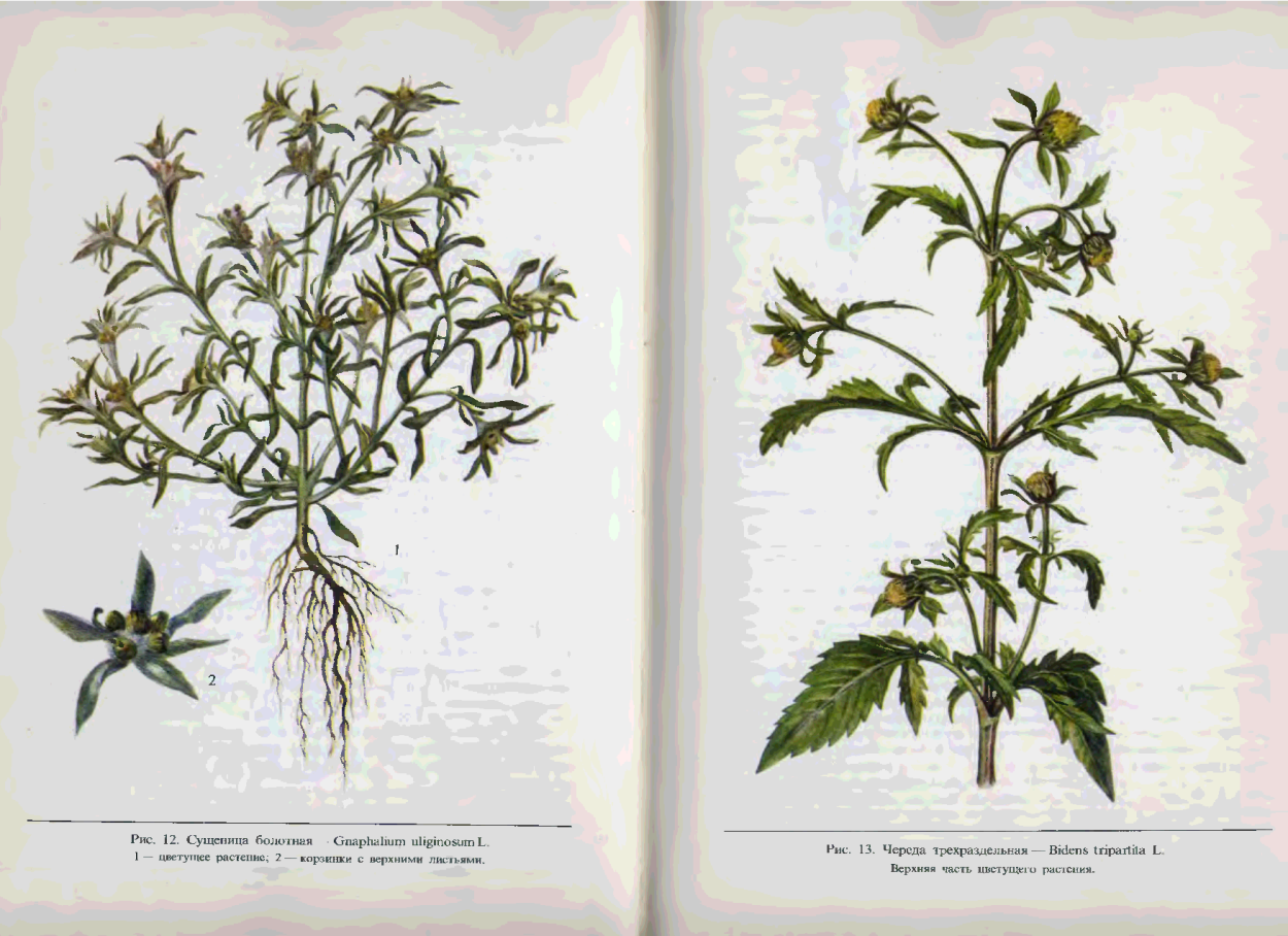 Трава череды трехраздельной Фармакогнозия
