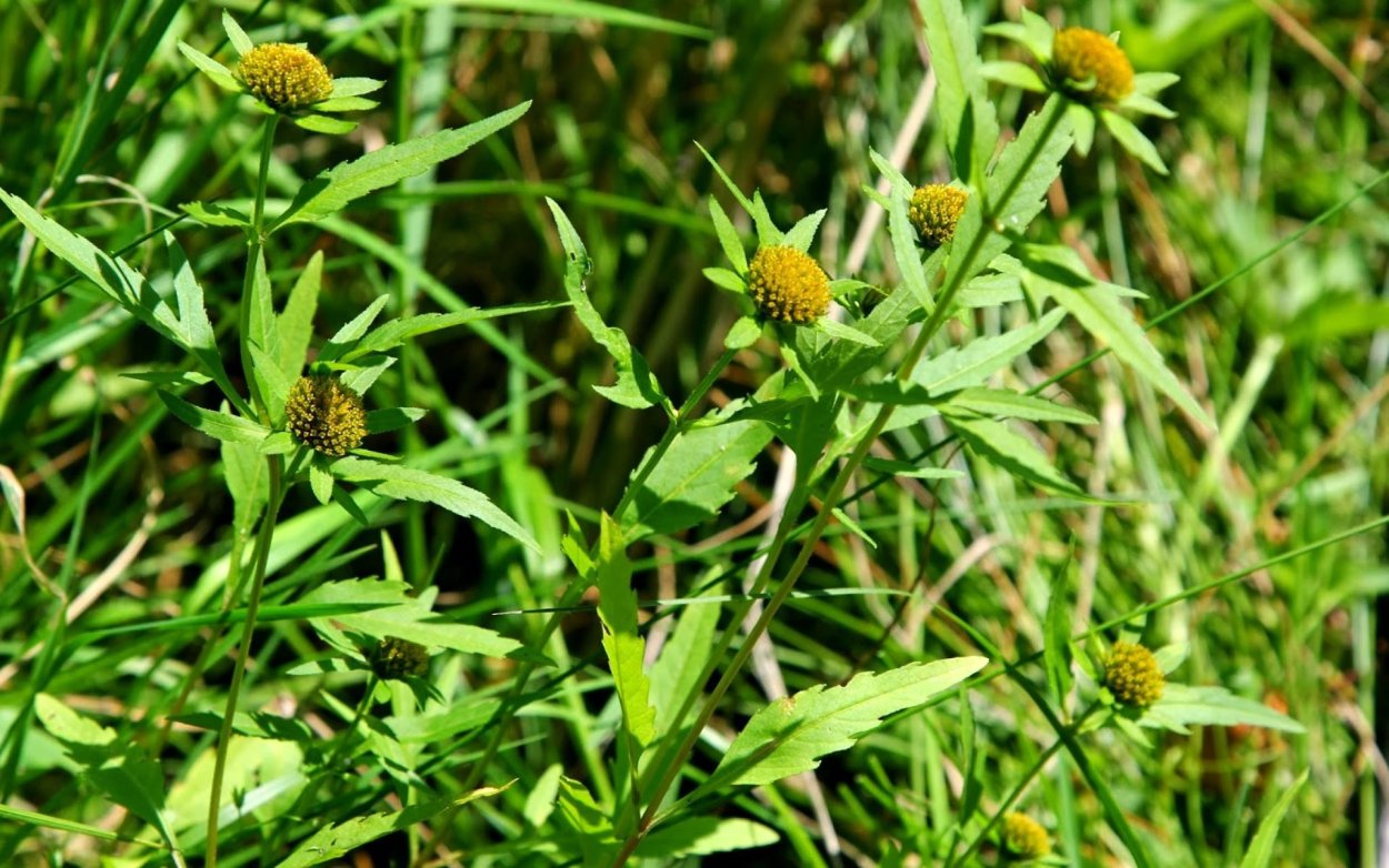 Череда трёхраздельная гидрофит