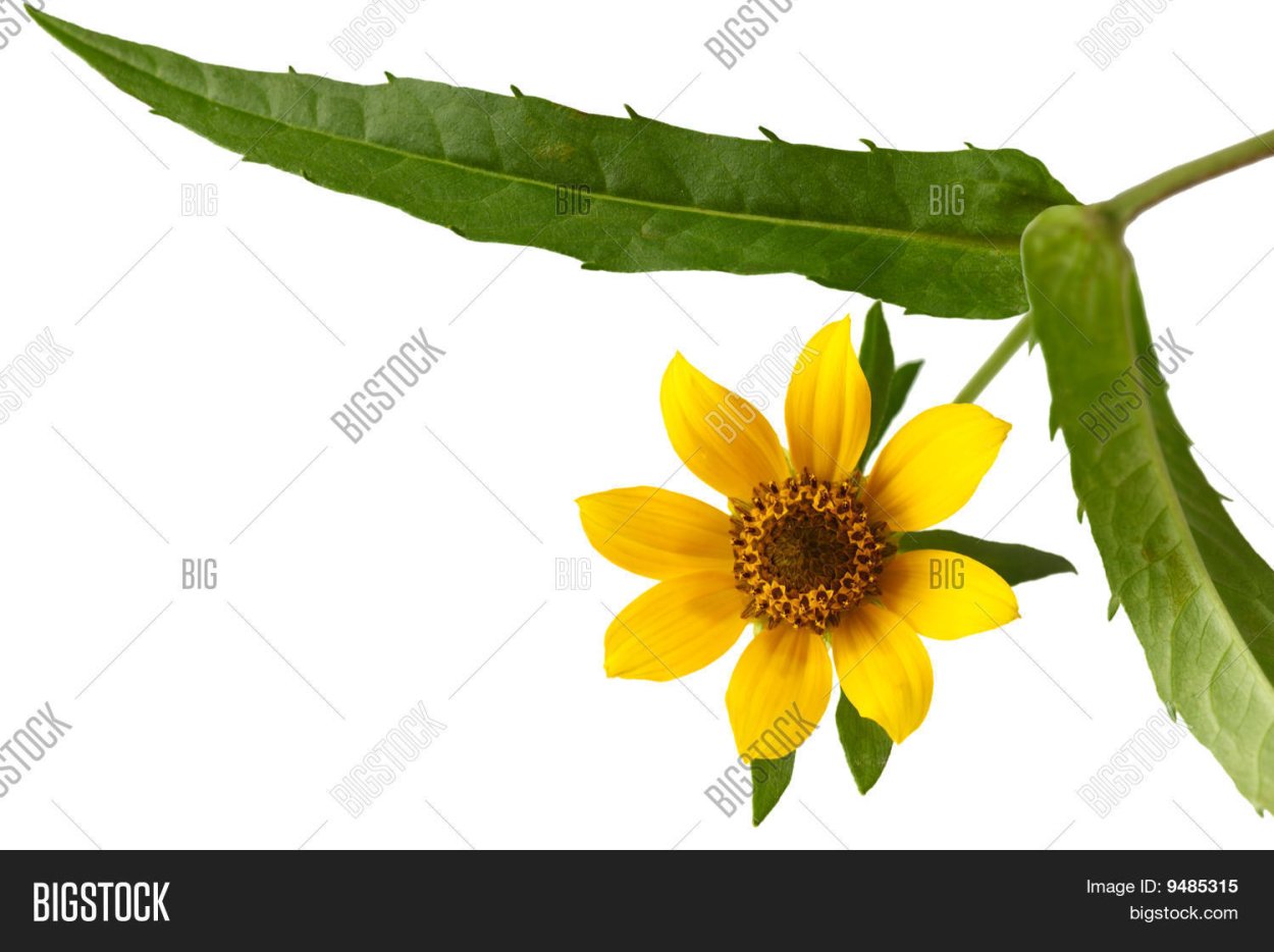 Клипарт череда на прозрачном фоне