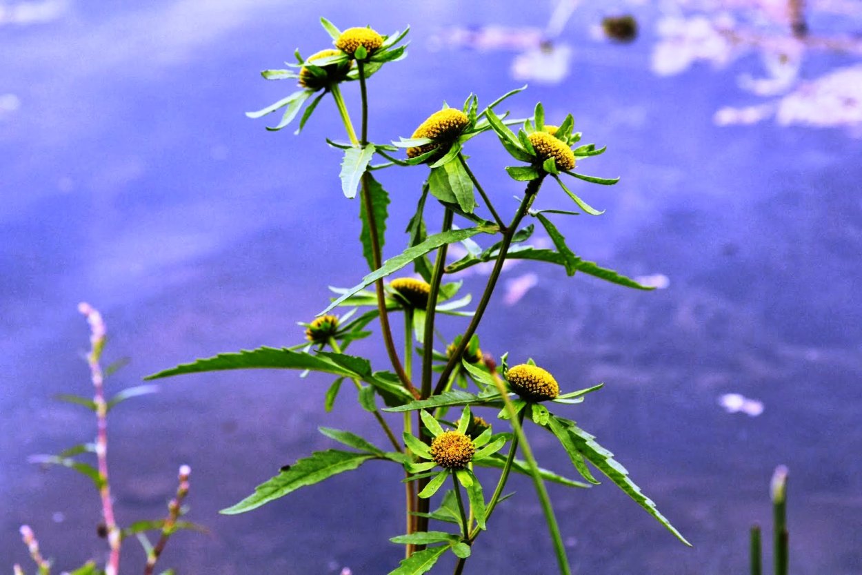 Череда трехраздельная, золотушная трава