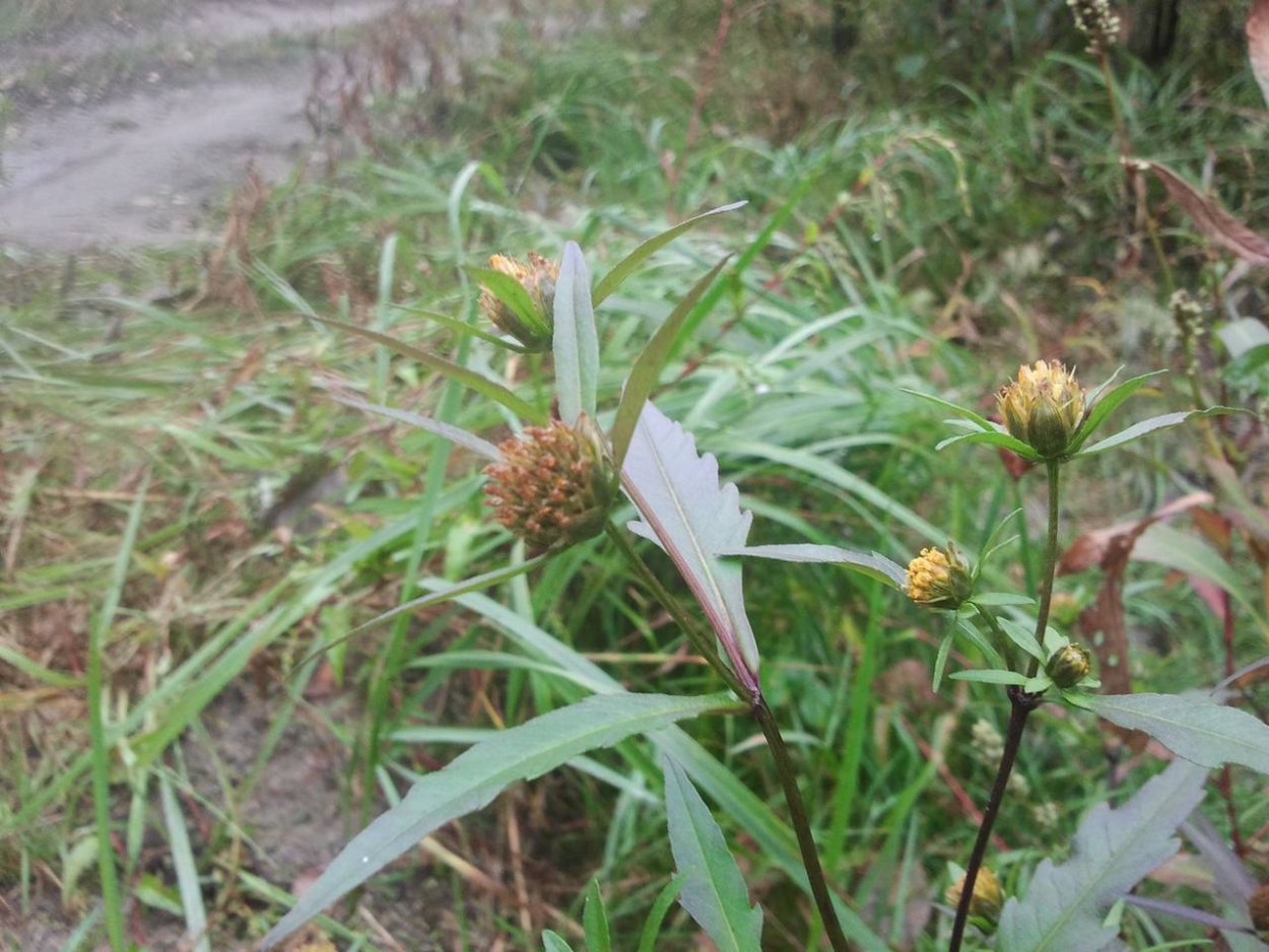 Череда сростнолопастная