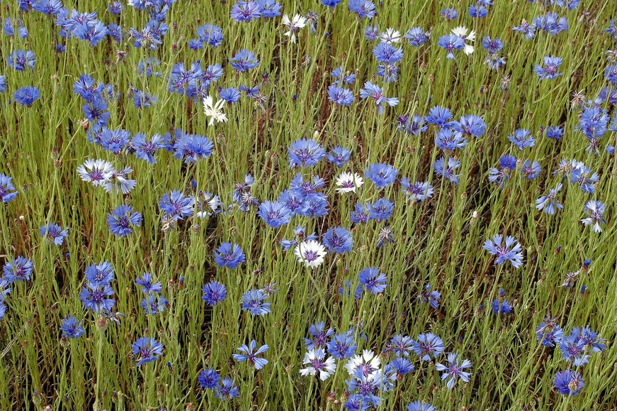 Василек синий медонос