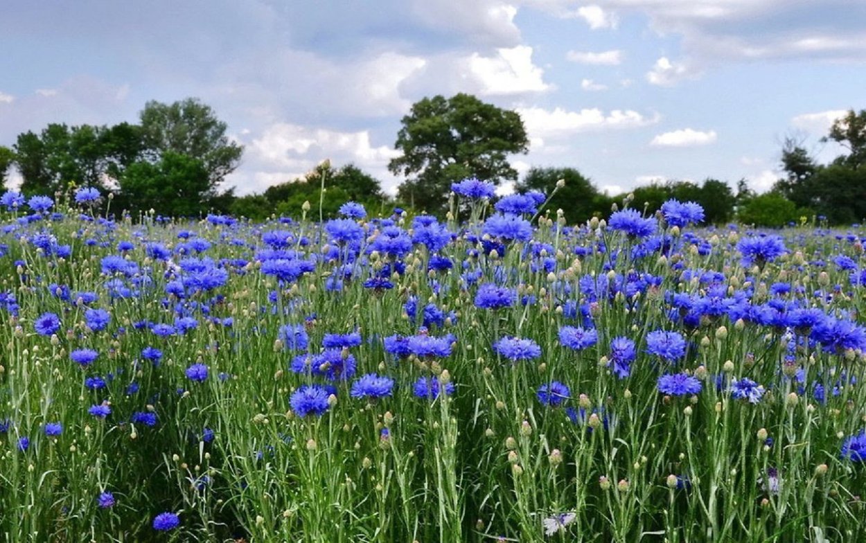 «Поле Васильков»