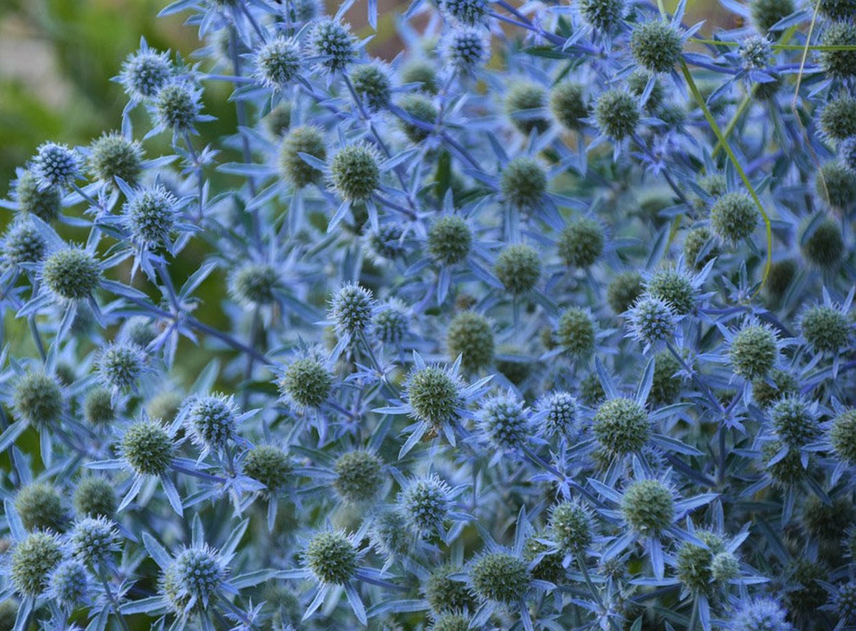 Magical Silver ® 'Kolmagsil' Eryngium