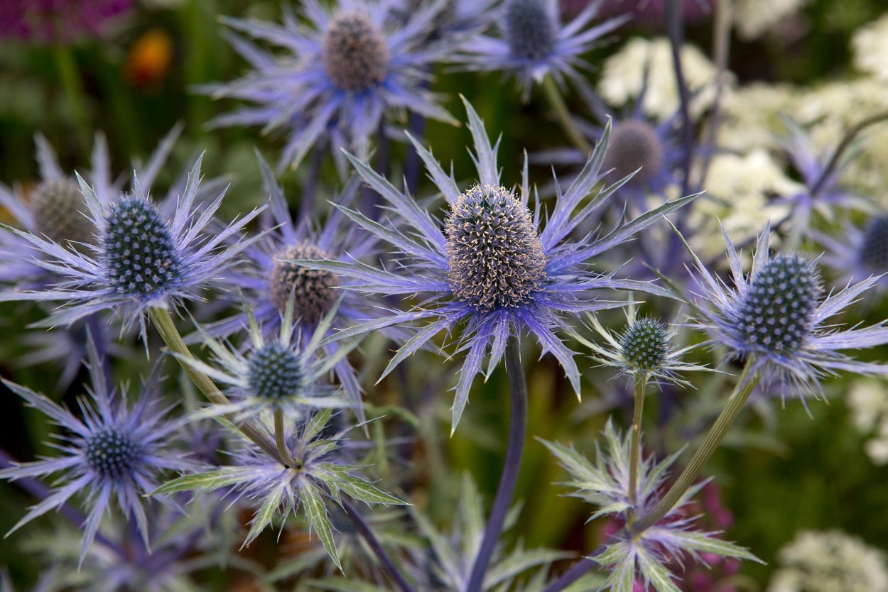 Синеголовник (Eryngium)