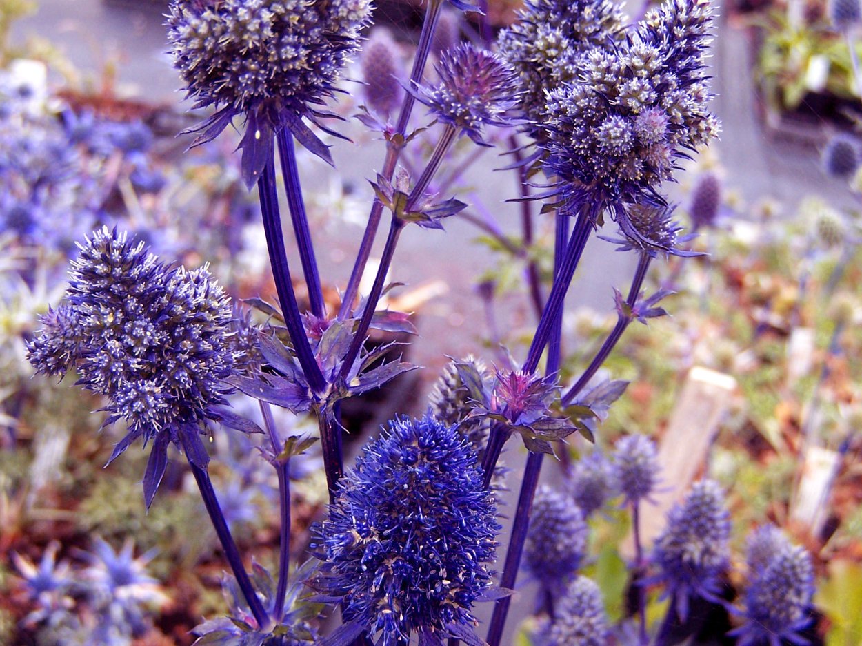 Сиреневые колючие цветы