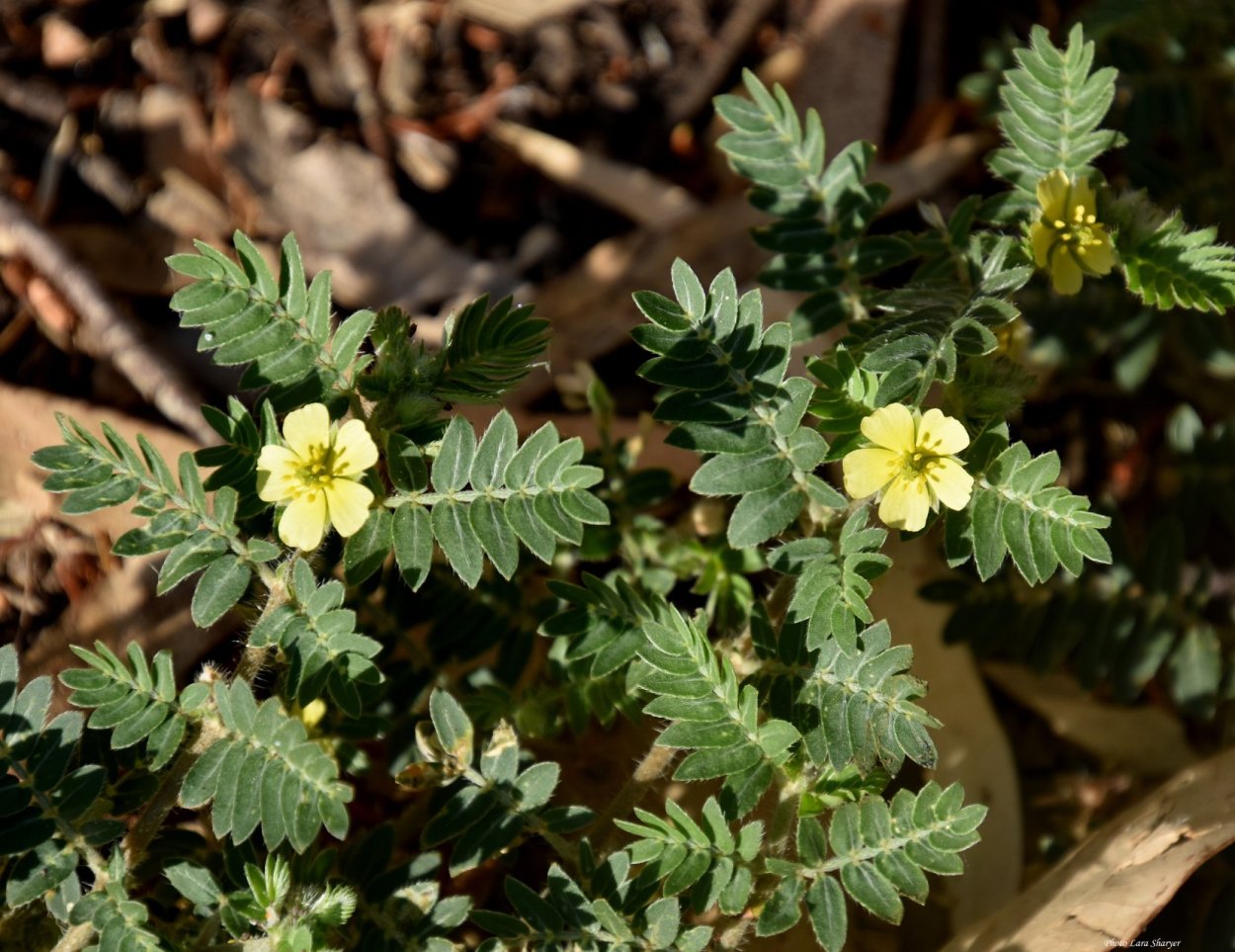 Якорцы стелющиеся (трибулус)