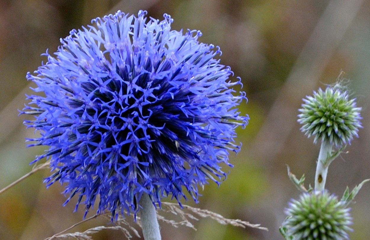 Мордовник обыкновенный Эхинопс