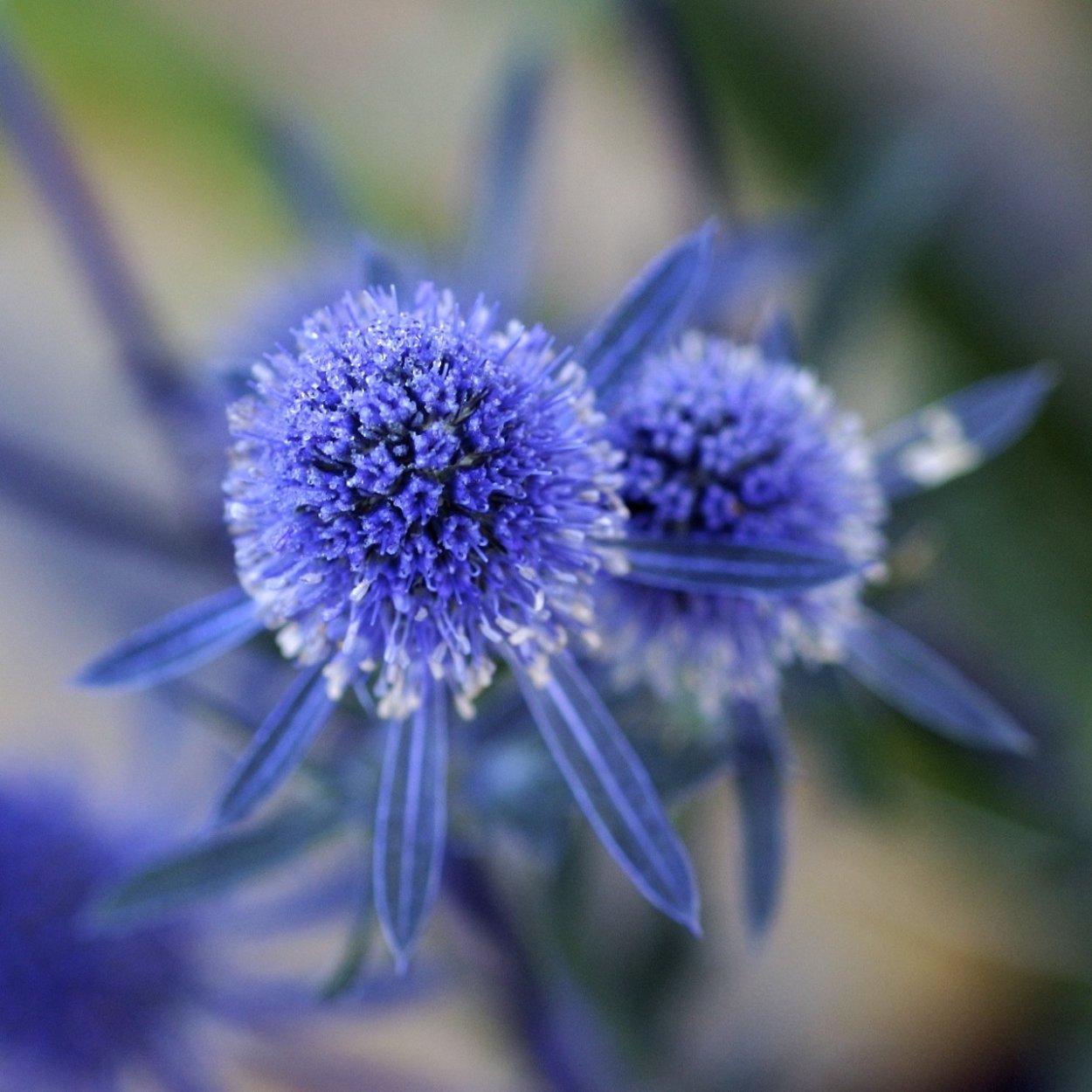 Синеголовник (Eryngium)