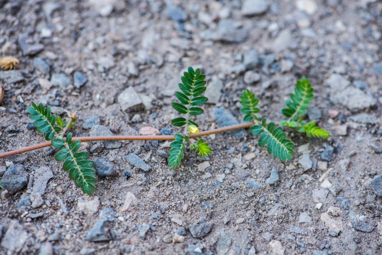 Якорцы стелющиеся (трибулус)