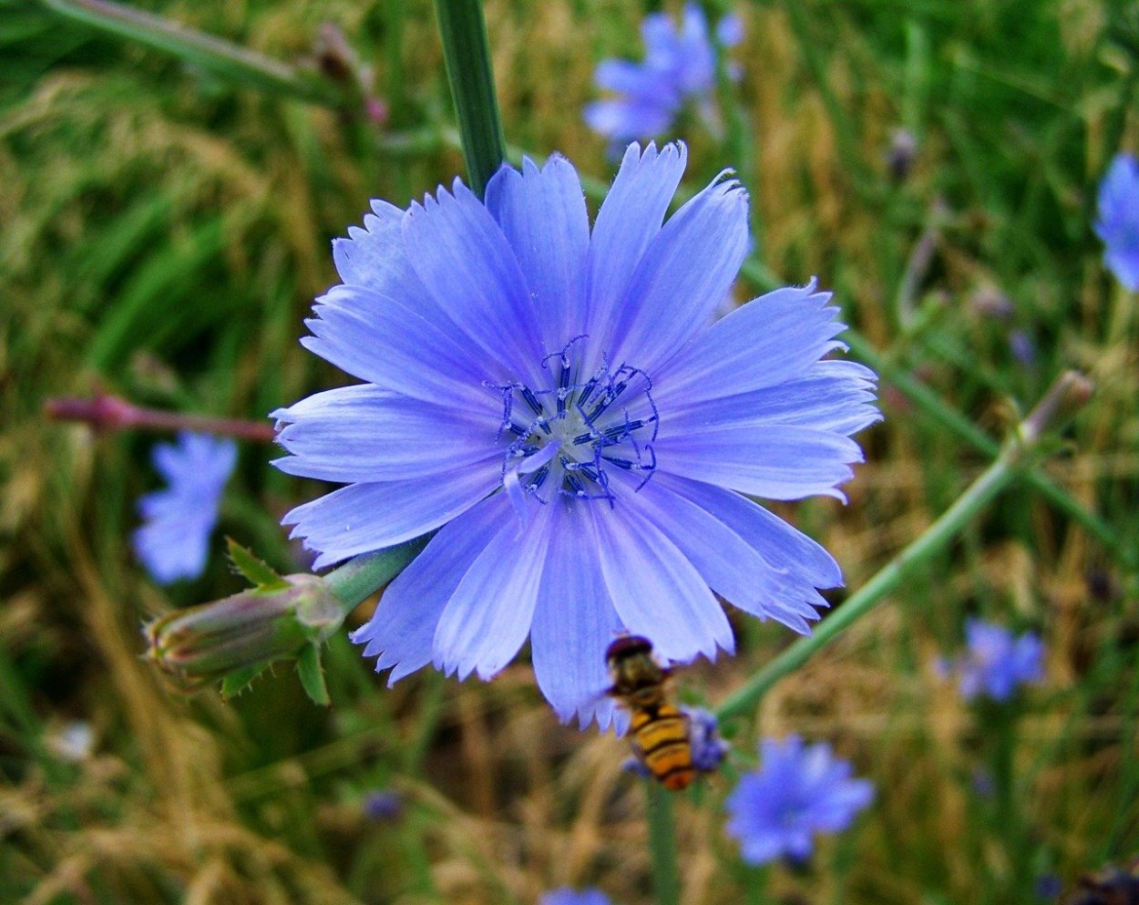 Дикий цикорий (Cichorium