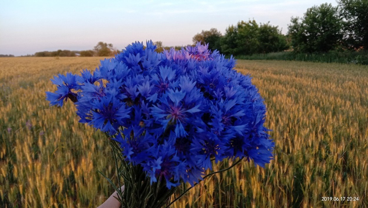 Васильки в Белоруссии