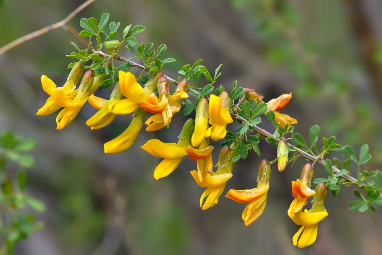 Лютик ползучий сорняк