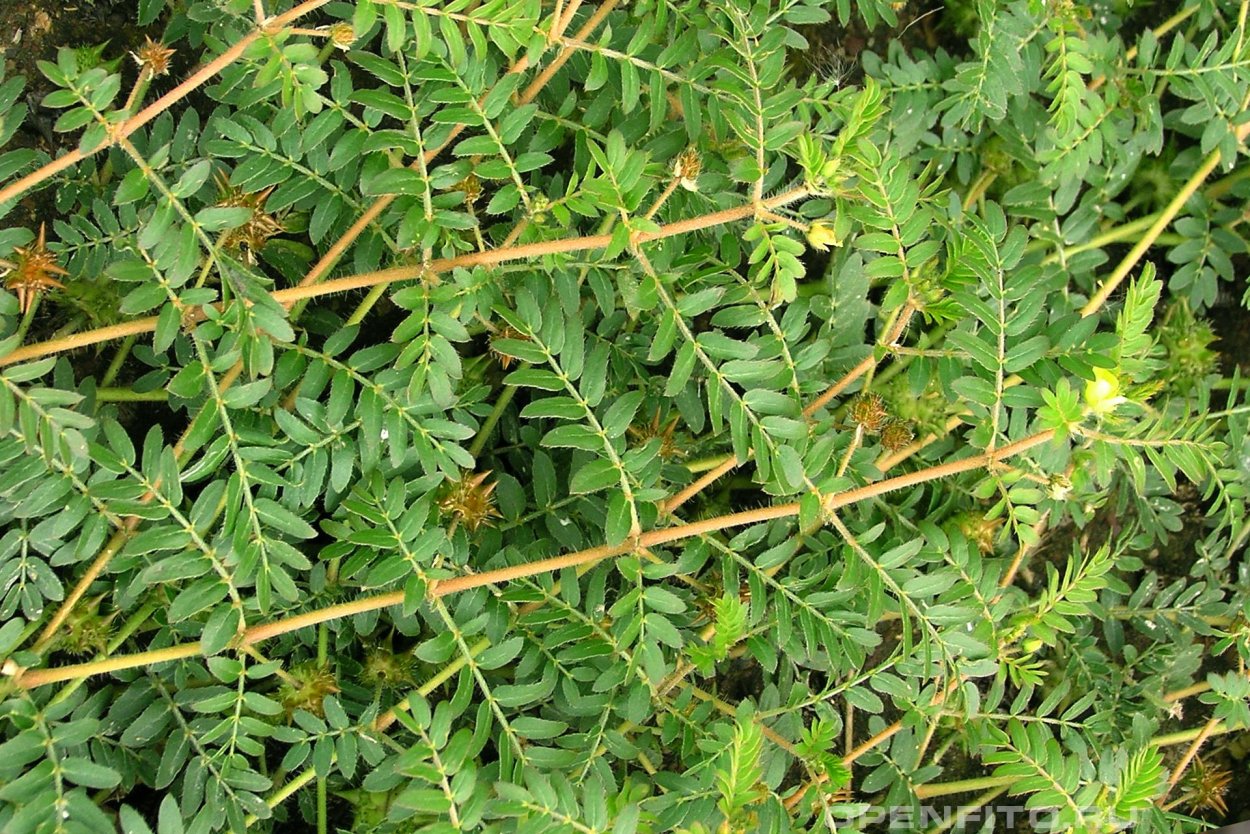 Якорцы наземные