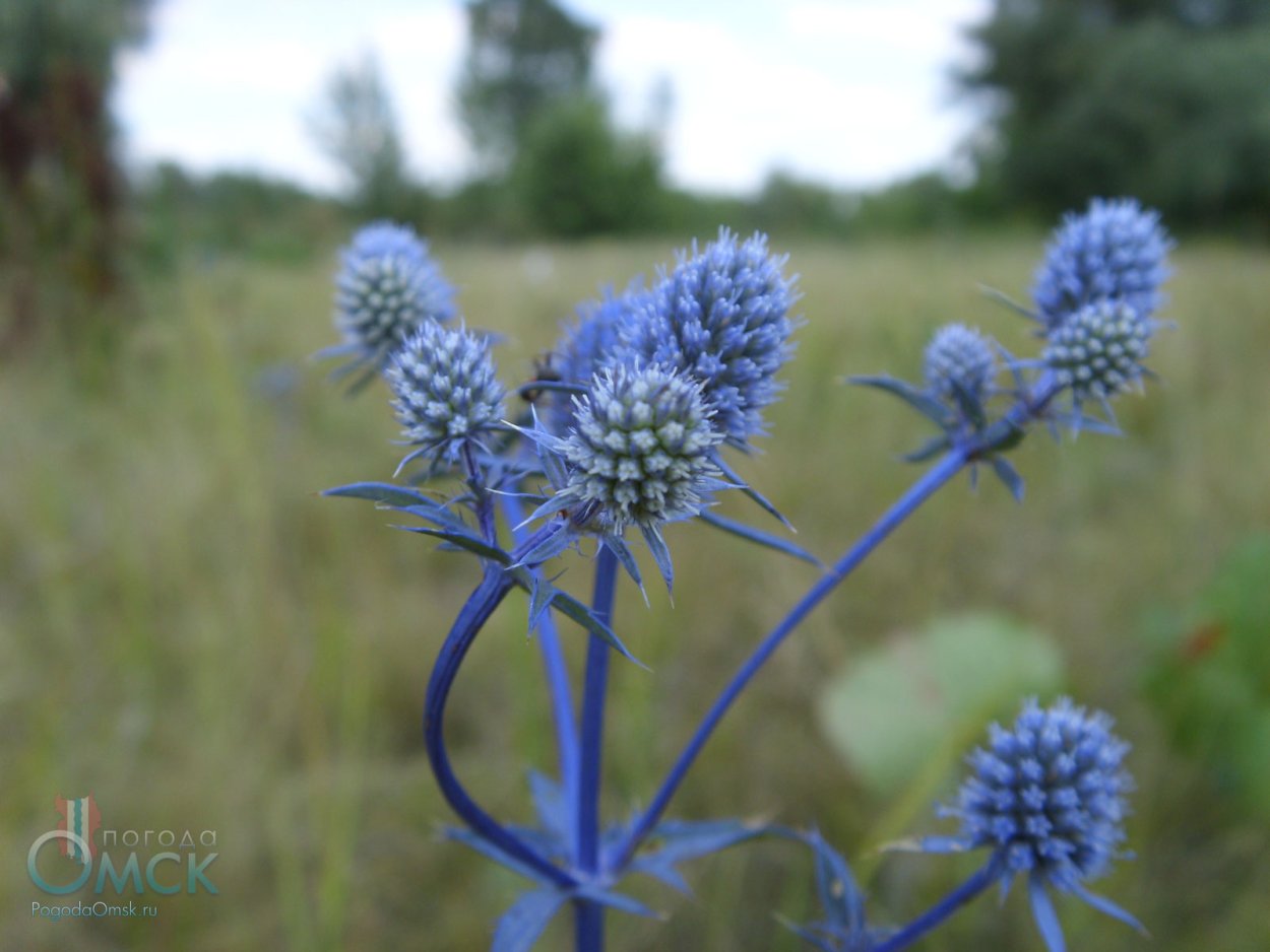 Синеголовник плосколистный (Будяк синий, чертополох)