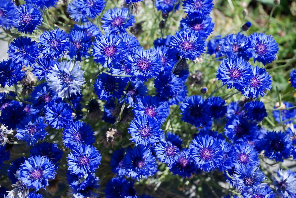 Василёк низкорослый Флоренция