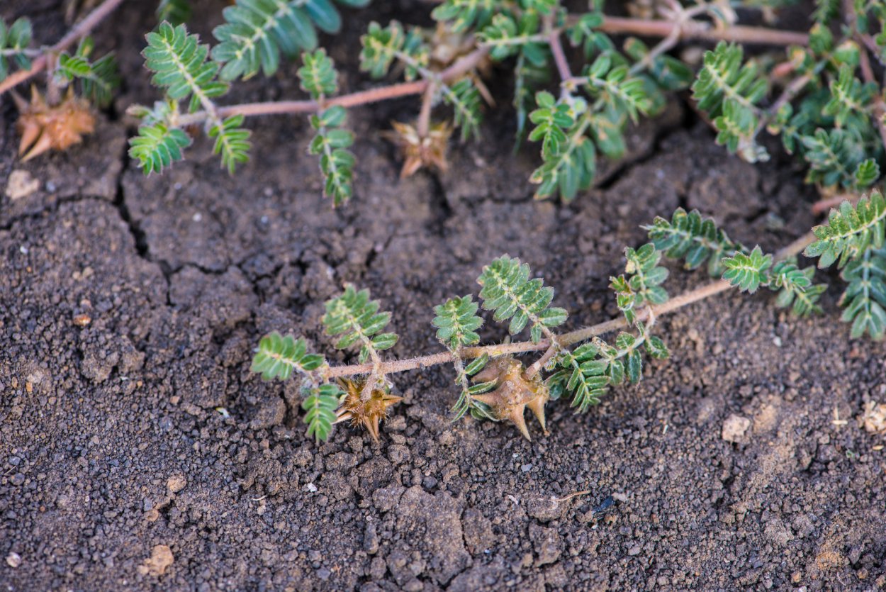 Якорец ползучий