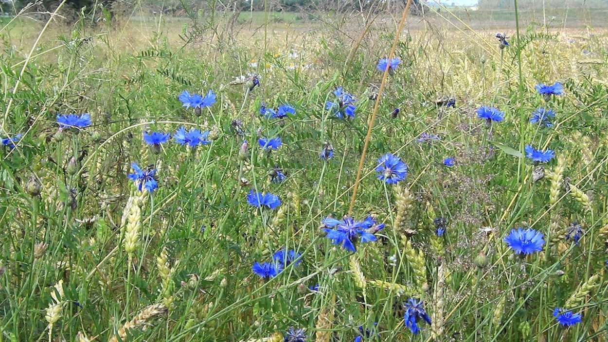 Цветущий сорняк в полях синий
