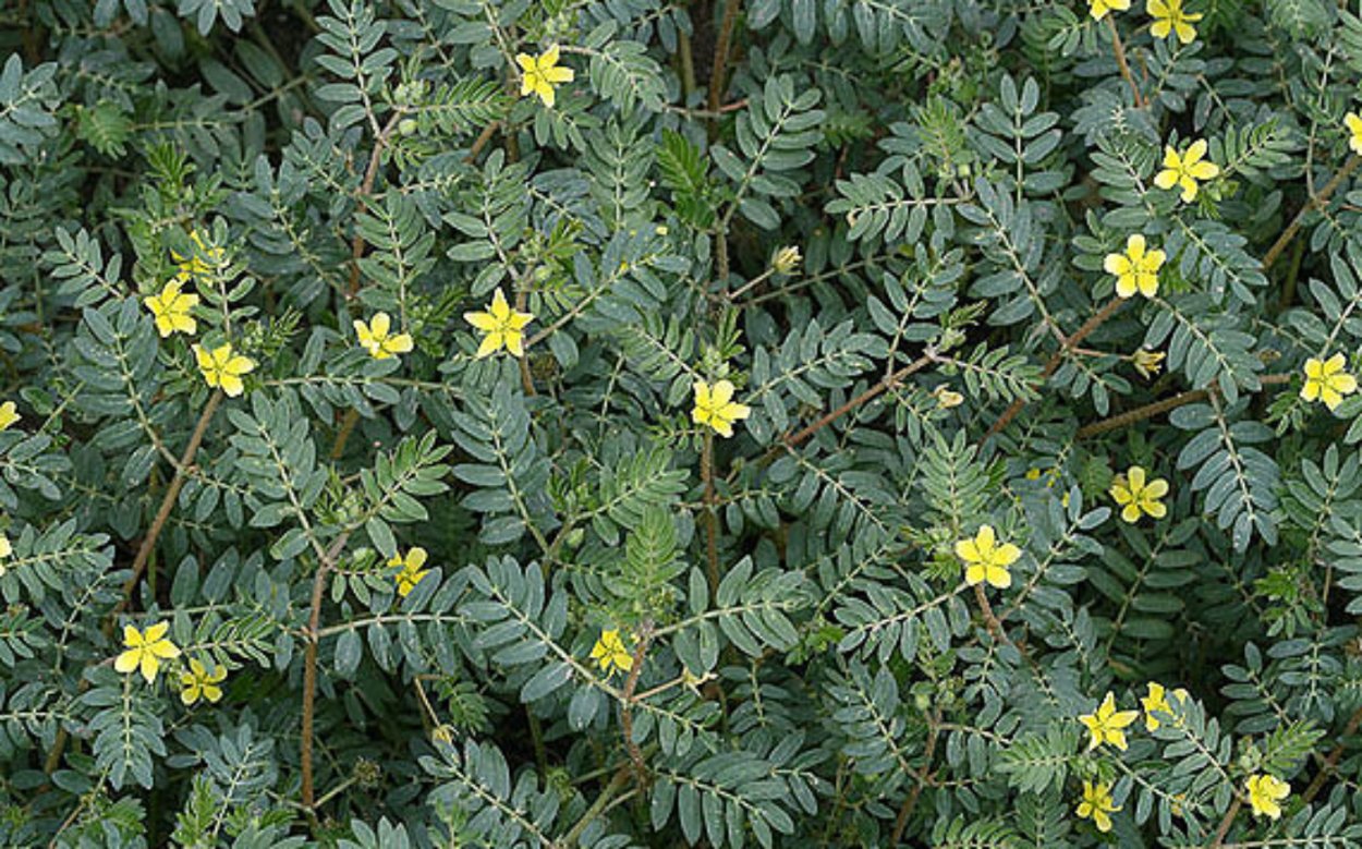 Tribulus terrestris (якорцы
