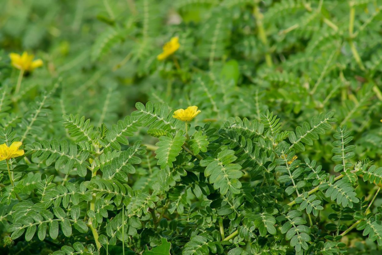 Якорцы стелющиеся (Tribulus terrestris)