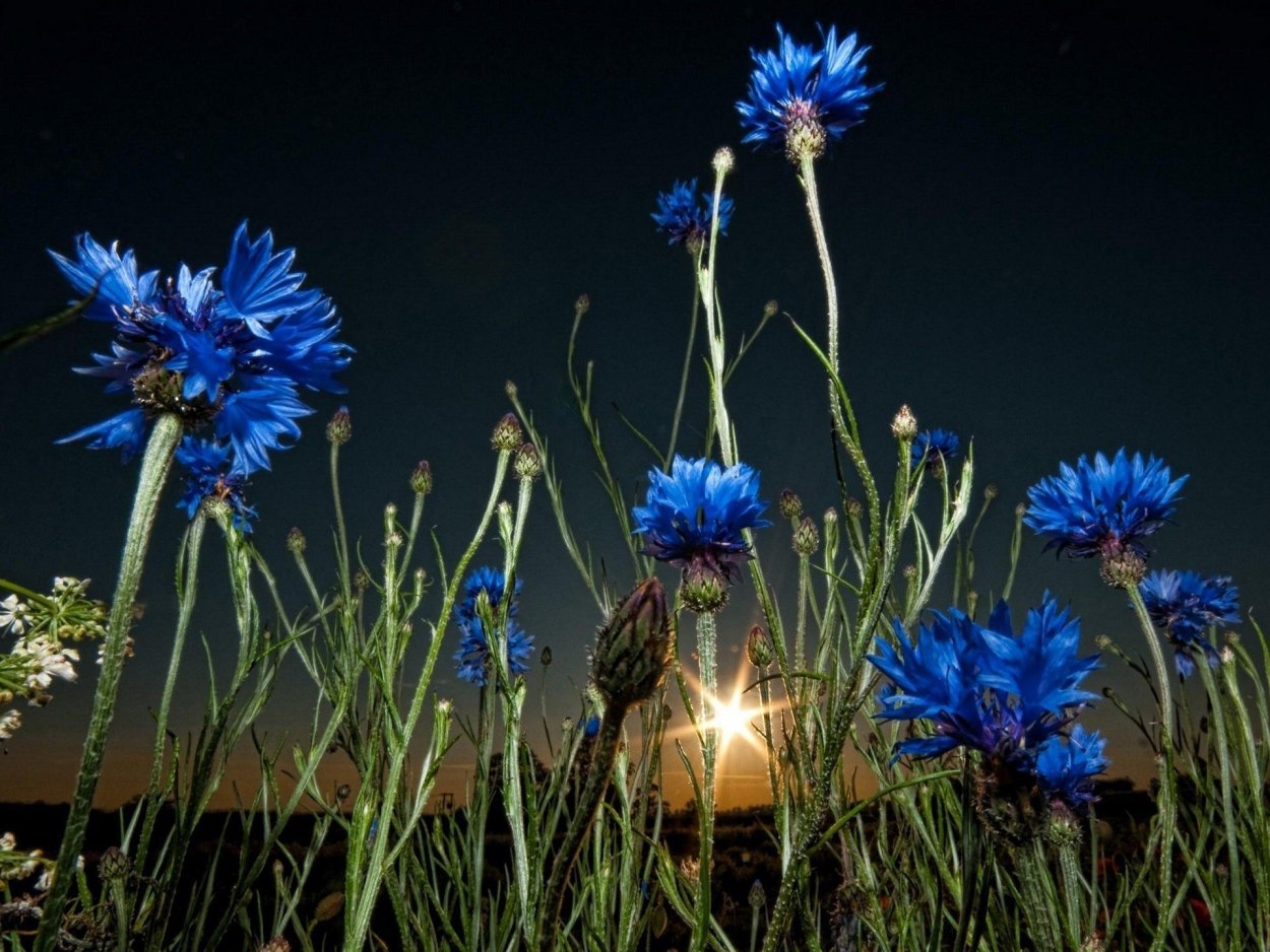 Василек синий лепестки