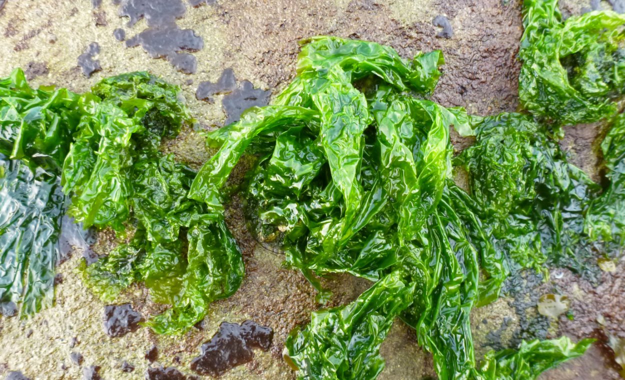 Морской виноград — уми Будо