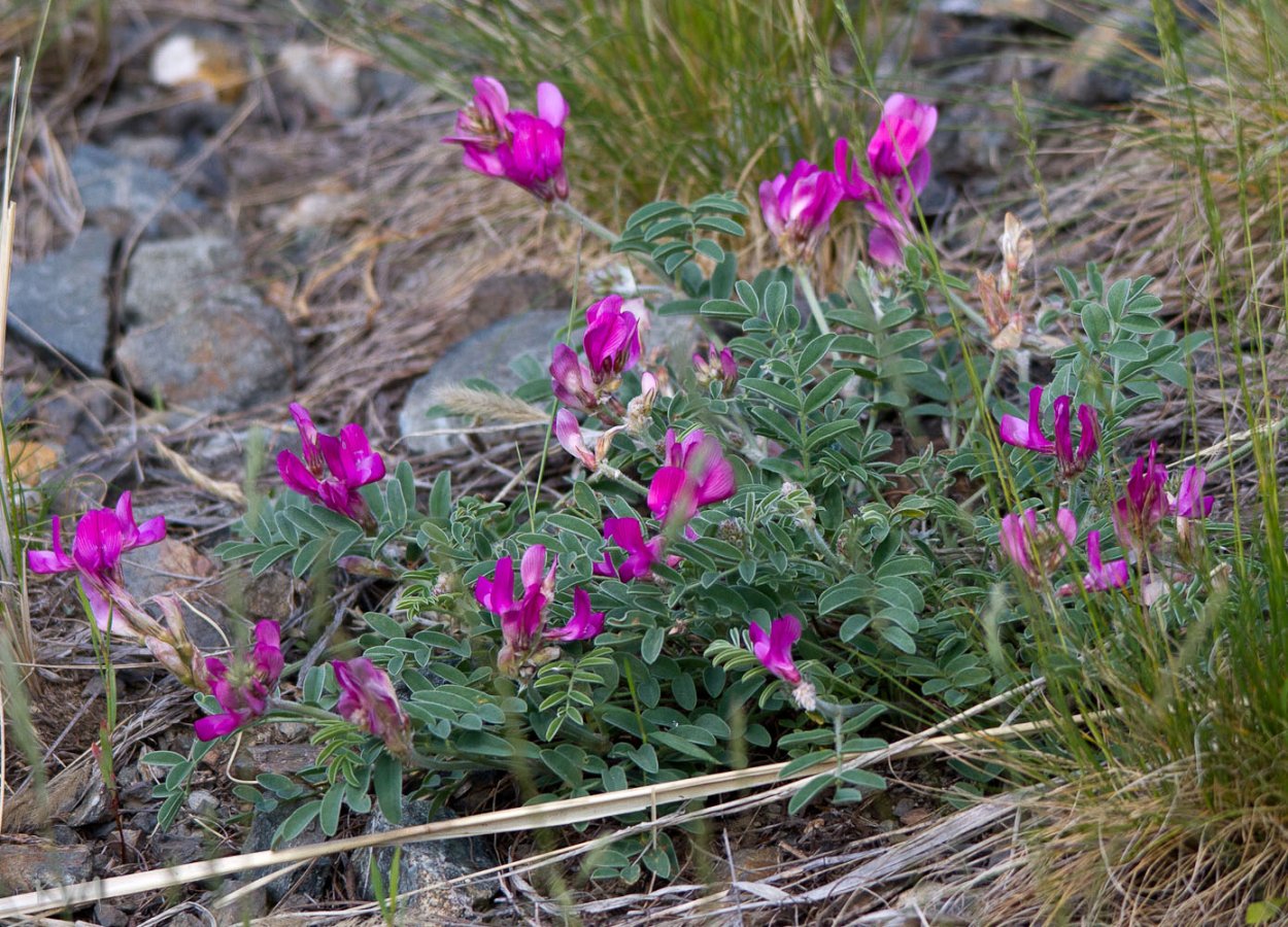 Родиола розовая Rhodiola rosea