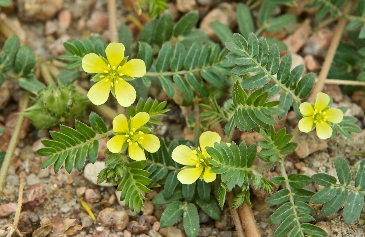 Якорцы стелющиеся (Tribulus terrestris)