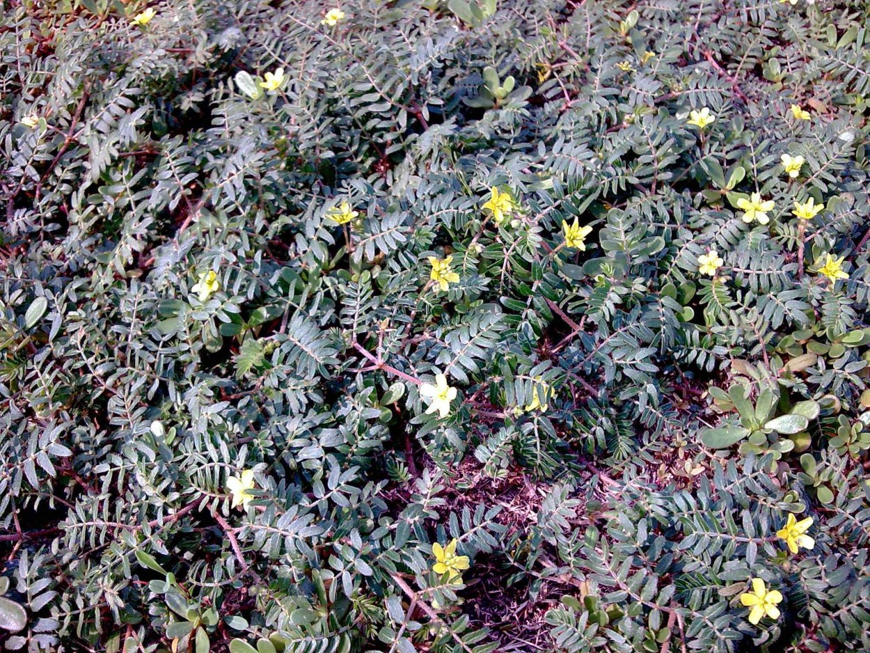 Цветок Свайнсона прекрасная