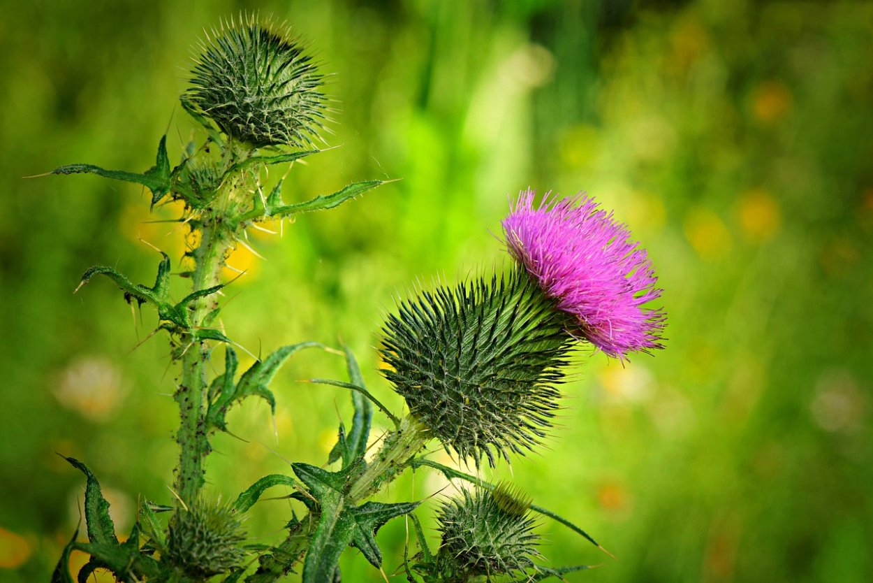 Цветы пустыни Каракум