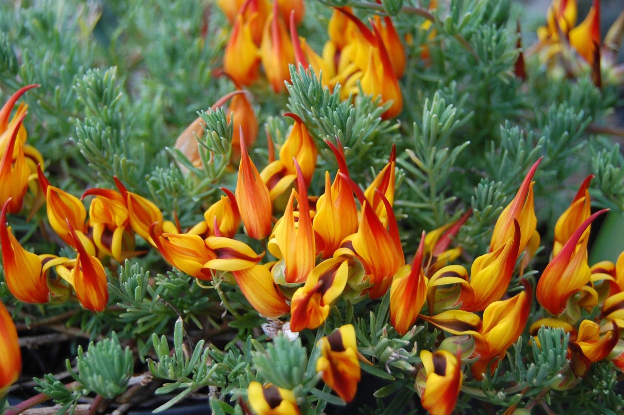 Венерина мухоловка Dionaea