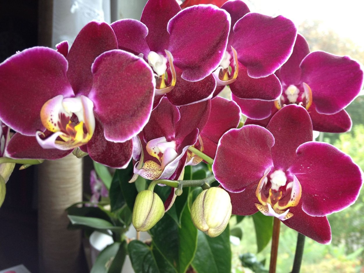 Орхидея фаленопсис Дебора