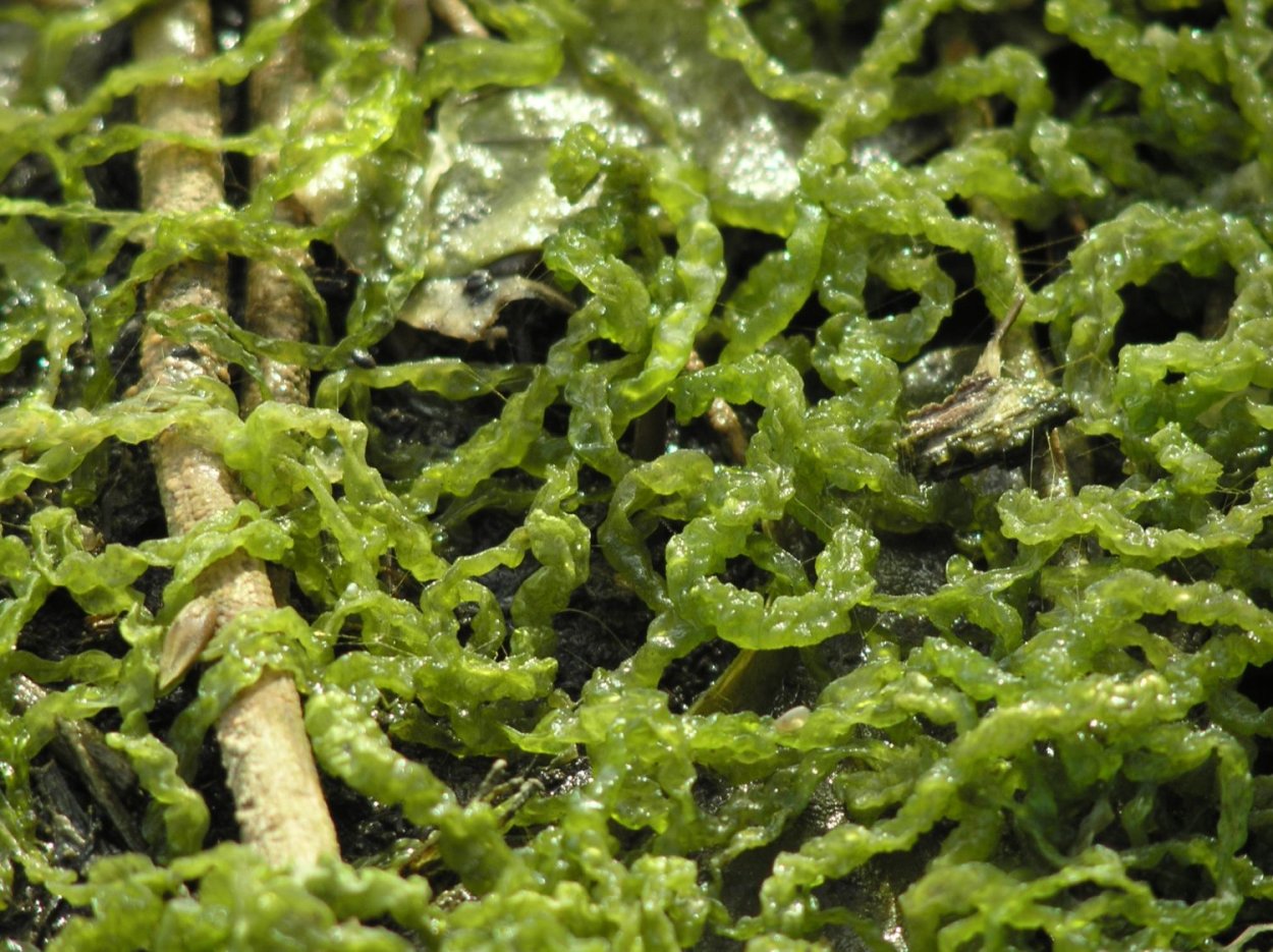 Водоросли нори в море