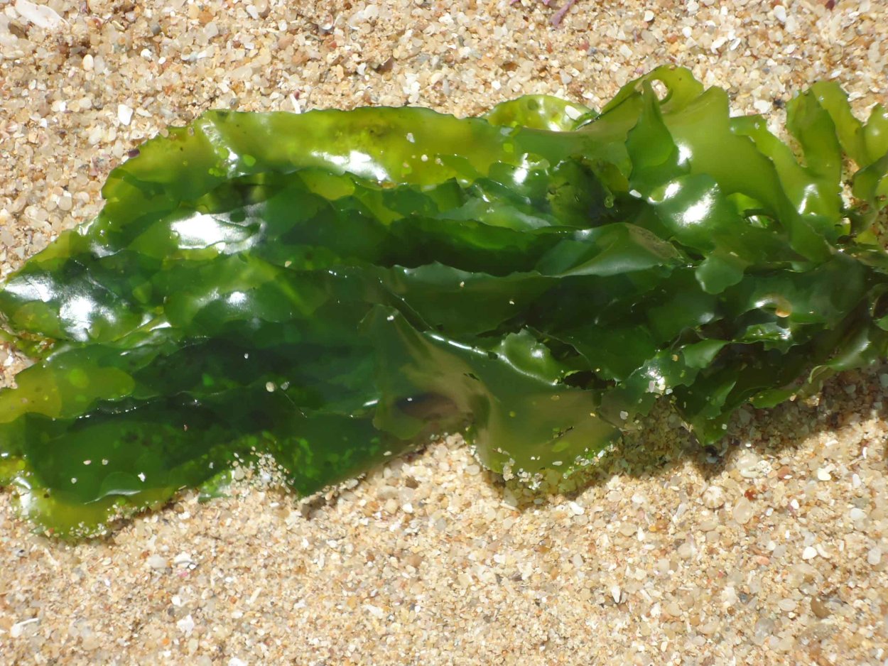 Морская капуста это водоросли нори