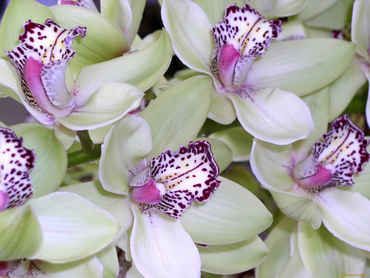 Монтпельер Орхидея